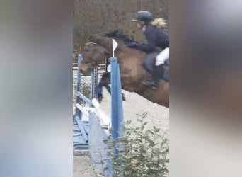Pony francés de montar a caballo, Yegua, 10 años, 145 cm, Castaño