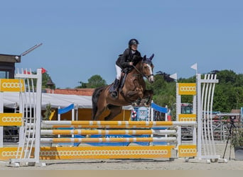 Pony francés de montar a caballo, Yegua, 11 años, 141 cm, Castaño