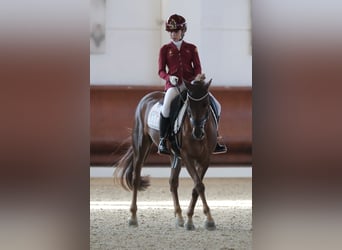 Pony francés de montar a caballo, Yegua, 11 años, 147 cm, Alazán-tostado