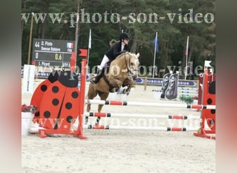 Pony francés de montar a caballo, Yegua, 11 años, 148 cm, Palomino