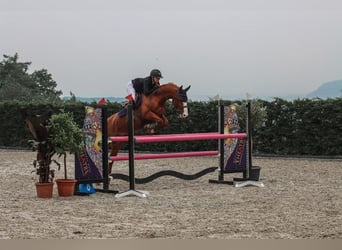 Pony francés de montar a caballo, Yegua, 11 años, 149 cm, Alazán