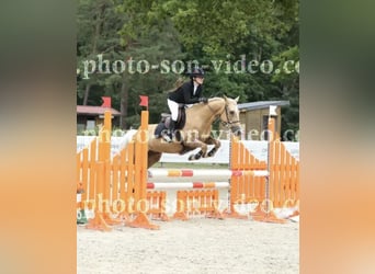 Pony francés de montar a caballo, Yegua, 12 años, 148 cm, Palomino