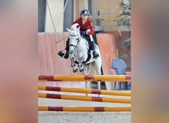 Pony francés de montar a caballo, Yegua, 14 años, 136 cm, Tordo