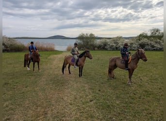 Pony francés de montar a caballo, Yegua, 14 años, 145 cm, Castaño