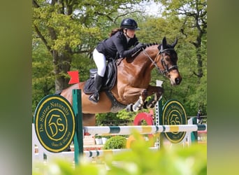 Pony francés de montar a caballo, Yegua, 14 años, 149 cm, Castaño