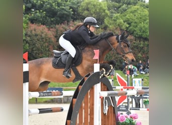 Pony francés de montar a caballo, Yegua, 14 años, 149 cm, Castaño