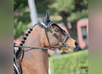 Pony francés de montar a caballo, Yegua, 14 años, 149 cm, Castaño