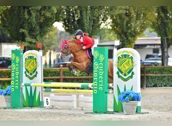 Pony francés de montar a caballo, Yegua, 18 años, 147 cm, Alazán