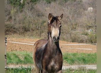 Pony francés de montar a caballo, Yegua, 2 años, 148 cm, Bayo