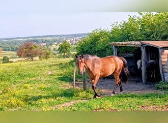 Pony francés de montar a caballo Mestizo, Yegua, 2 años, 150 cm, Castaño