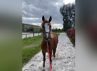 Pony francés de montar a caballo, Yegua, 3 años, 138 cm, Alazán