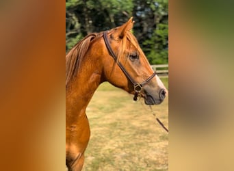 Pony francés de montar a caballo, Yegua, 3 años, 142 cm, Alazán