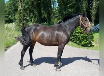 Pony francés de montar a caballo, Yegua, 3 años, 145 cm, Castaño