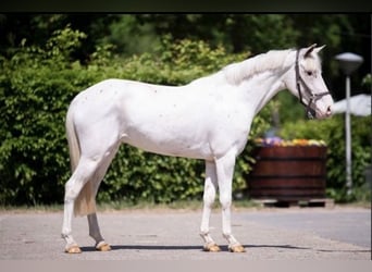 Pony francés de montar a caballo, Yegua, 4 años, 140 cm, Atigrado/Moteado