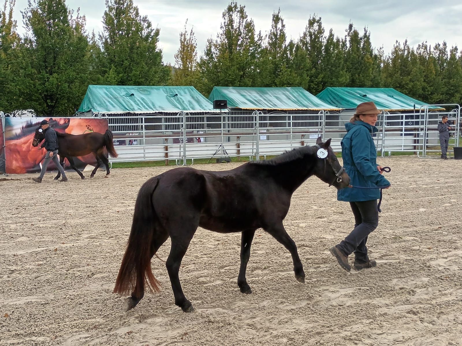 Pony francés de montar a caballo, Yegua, 5 años, 118 cm, Castaño oscuro