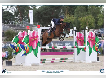 Pony francés de montar a caballo, Yegua, 5 años, 138 cm, Castaño