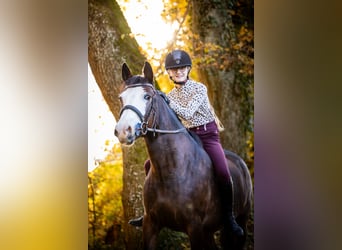 Pony francés de montar a caballo, Yegua, 5 años, 140 cm, Castaño