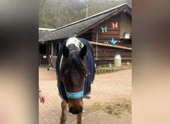 Pony francés de montar a caballo Mestizo, Yegua, 5 años, 143 cm, Pío