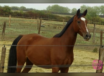 Pony francés de montar a caballo, Yegua, 5 años, 148 cm, Castaño rojizo