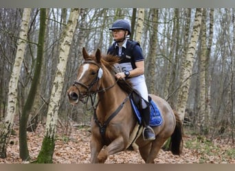 Pony francés de montar a caballo Mestizo, Yegua, 5 años, 163 cm, Alazán rojizo