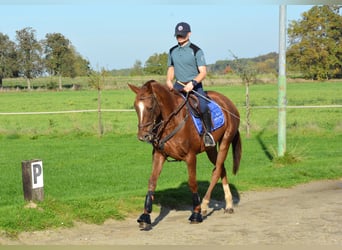 Pony francés de montar a caballo Mestizo, Yegua, 5 años, 163 cm, Alazán rojizo