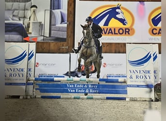 Pony francés de montar a caballo Mestizo, Yegua, 5 años, 163 cm, Alazán rojizo