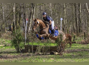 Pony francés de montar a caballo Mestizo, Yegua, 5 años, 163 cm, Alazán rojizo