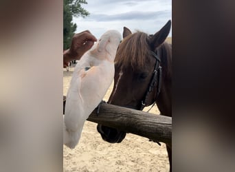 Pony francés de montar a caballo, Yegua, 6 años, 131 cm, Alazán