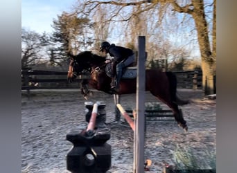 Pony francés de montar a caballo, Yegua, 6 años, 149 cm, Castaño rojizo