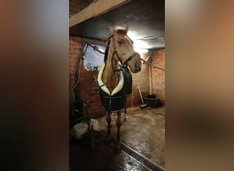 Pony francés de montar a caballo Mestizo, Yegua, 6 años, 155 cm, Alazán-tostado