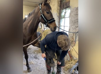 Pony francés de montar a caballo, Yegua, 6 años, 161 cm, Castaño oscuro