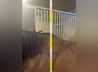 Pony francés de montar a caballo, Yegua, 6 años, 161 cm, Castaño oscuro