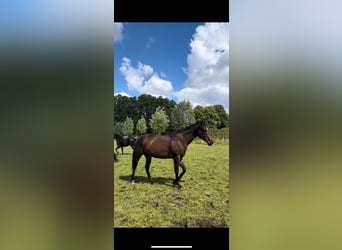 Pony francés de montar a caballo, Yegua, 6 años, 161 cm, Castaño oscuro