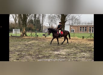 Pony francés de montar a caballo, Yegua, 6 años, 161 cm, Castaño oscuro