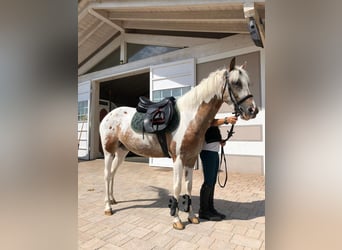 Pony francés de montar a caballo, Yegua, 7 años, 136 cm, Pío