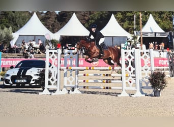 Pony francés de montar a caballo, Yegua, 7 años, 144 cm, Castaño
