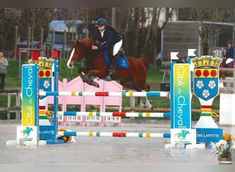 Pony francés de montar a caballo, Yegua, 8 años, 148 cm, Alazán