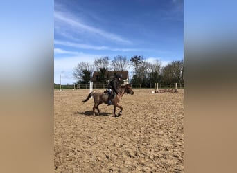 Pony francés de montar a caballo, Yegua, 9 años, 126 cm, Tordo ruano