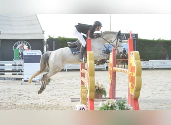 Pony francés de montar a caballo, Yegua, 9 años, 146 cm, Tordo