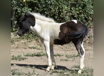 Pony francés de montar a caballo, Yegua, Potro (01/2023), 125 cm, Tobiano-todas las-capas