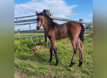 Pony francés de montar a caballo, Yegua, Potro (04/2024), 148 cm, Castaño