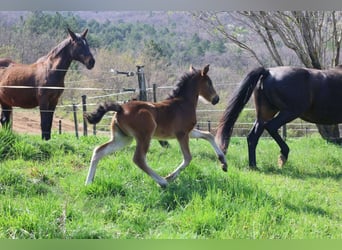 Pony francés de montar a caballo, Yegua, , 160 cm, Castaño