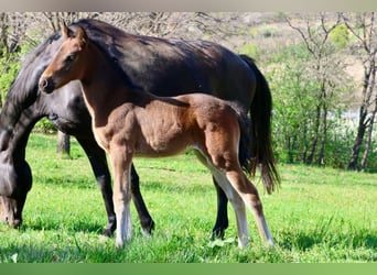 Pony francés de montar a caballo, Yegua, , 160 cm, Castaño
