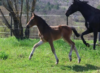 Pony francés de montar a caballo, Yegua, , 160 cm, Castaño