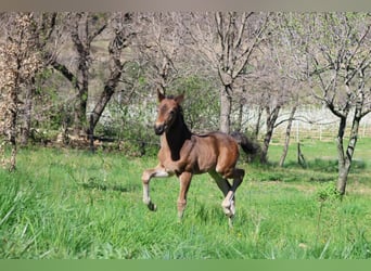 Pony francés de montar a caballo, Yegua, , 160 cm, Castaño