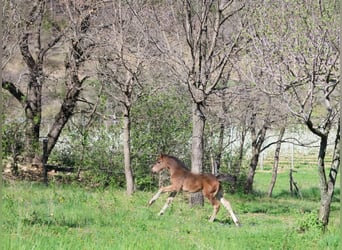 Pony francés de montar a caballo, Yegua, , 160 cm, Castaño