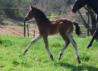 Pony francés de montar a caballo, Yegua, , 160 cm, Castaño