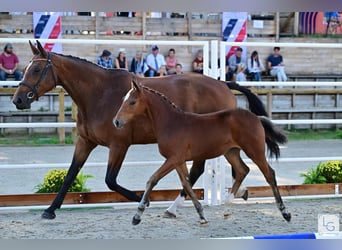 Pony francés de montar a caballo, Yegua, Potro (05/2023), Castaño