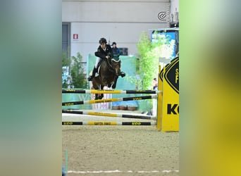Pony Francese, Castrone, 10 Anni, 142 cm, Baio