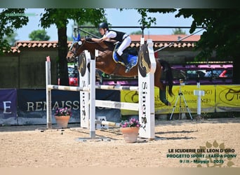 Pony Francese, Castrone, 10 Anni, 142 cm, Baio ciliegia